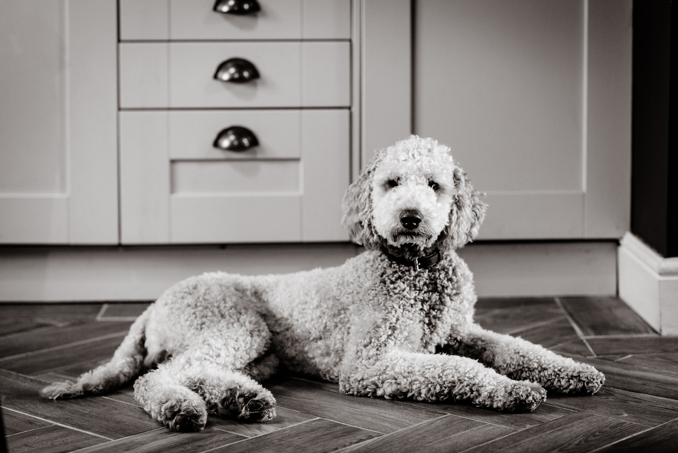 A black and white photo of a poodle laying on the floor in Scrivelsby Walled Garden.